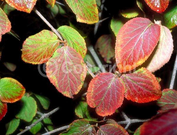 White blooms; Deciduous; Broadleaf