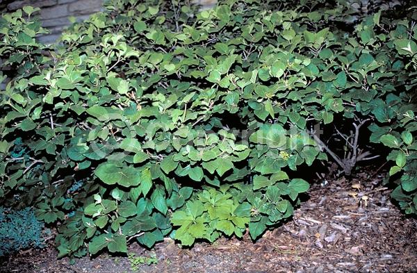White blooms; Deciduous; Broadleaf