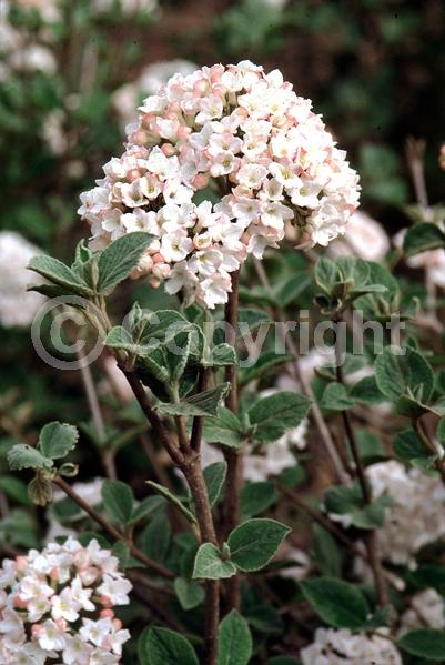 White blooms; Deciduous; Broadleaf