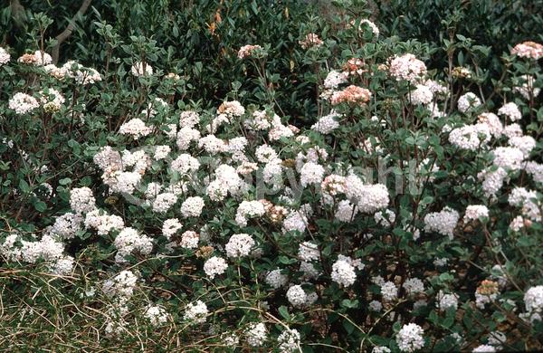 White blooms; Deciduous; Broadleaf