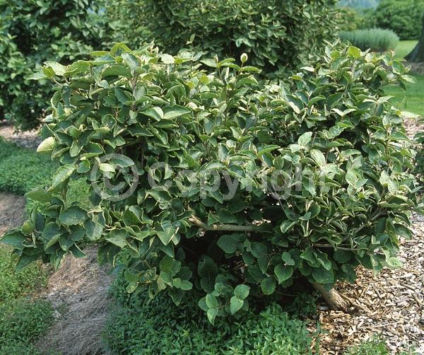 White blooms; Deciduous; Broadleaf