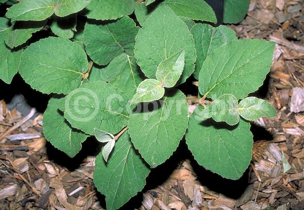 White blooms; Deciduous; Broadleaf