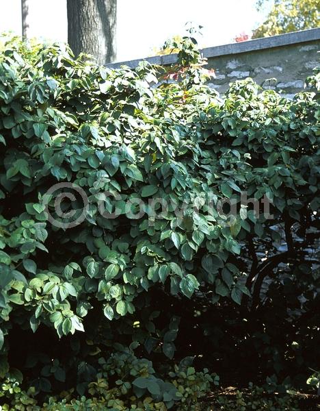White blooms; Pink blooms; Deciduous; Broadleaf