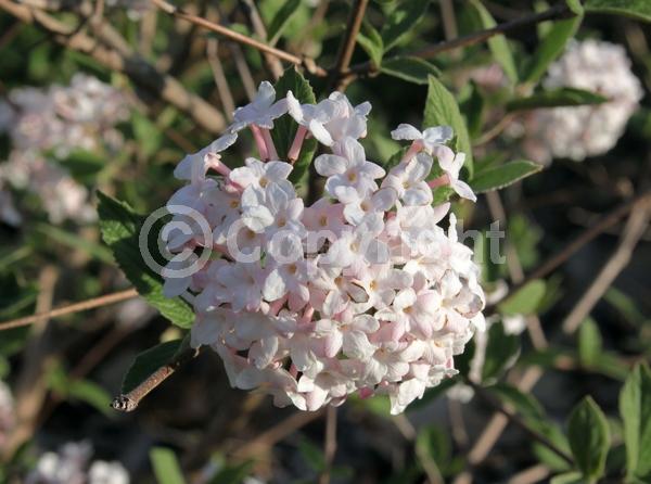 White blooms; Pink blooms; Deciduous; Broadleaf