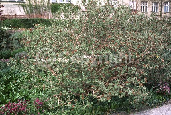 White blooms; Pink blooms; Deciduous; Broadleaf