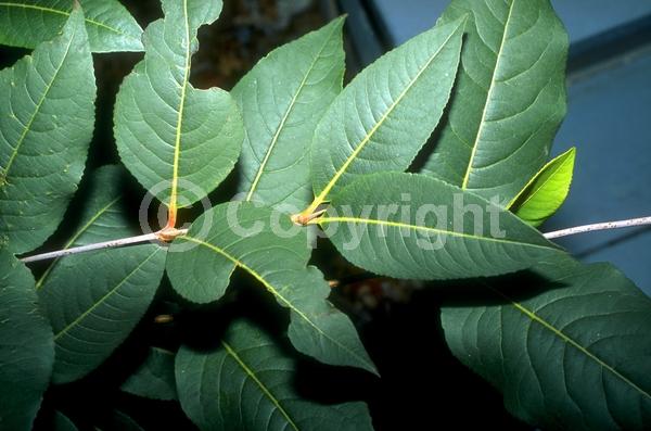 White blooms; Deciduous; Broadleaf; North American Native