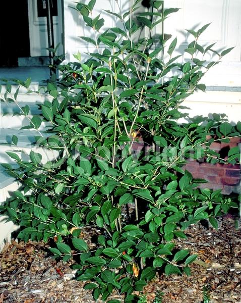 White blooms; Deciduous; Broadleaf; North American Native