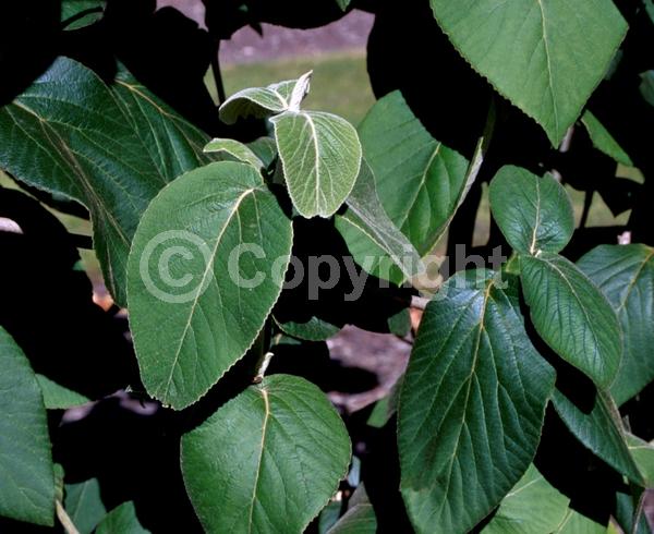 White blooms; Deciduous; Broadleaf