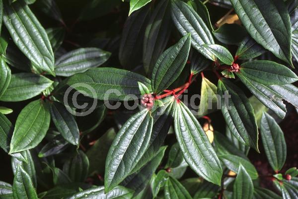 White blooms; Evergreen