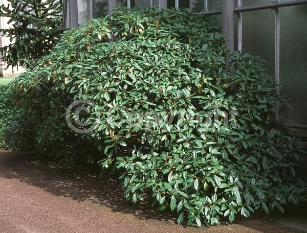 White blooms; Evergreen