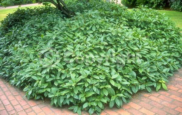 White blooms; Evergreen