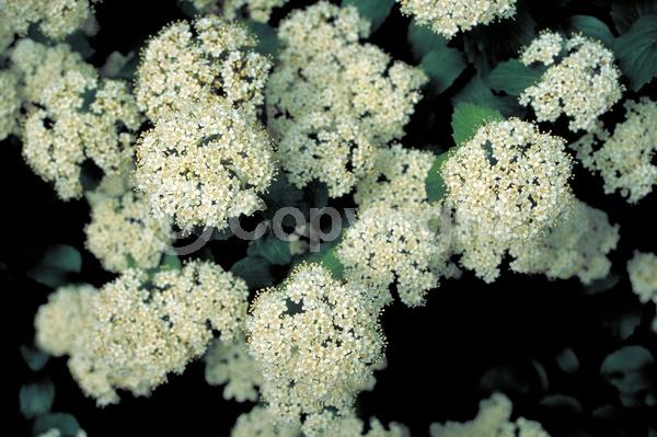 White blooms; Deciduous; Broadleaf; North American Native