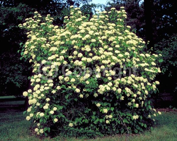 White blooms; Deciduous; Broadleaf; North American Native