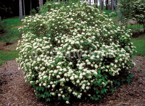 White blooms; Deciduous; Broadleaf; North American Native