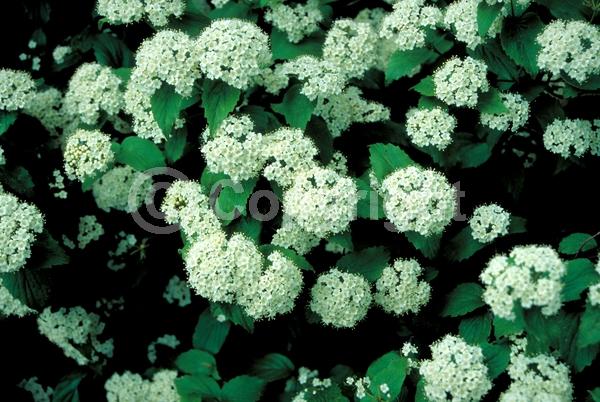 White blooms; Deciduous; Broadleaf; North American Native