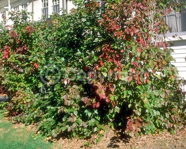 White blooms; Deciduous; Broadleaf; North American Native