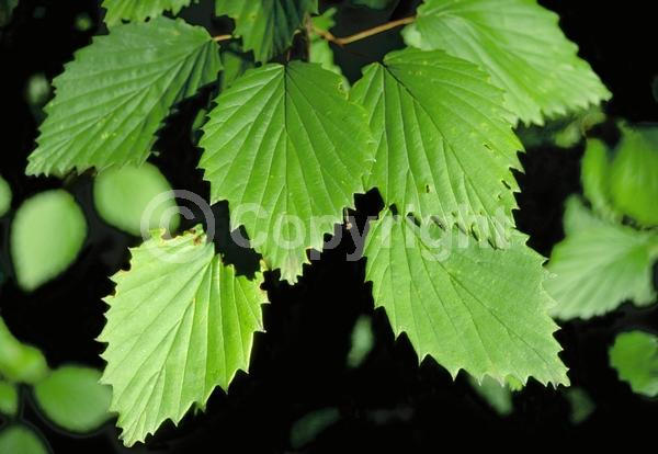 White blooms; Deciduous; Broadleaf; North American Native