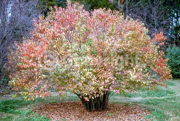 White blooms; Deciduous; Broadleaf; North American Native