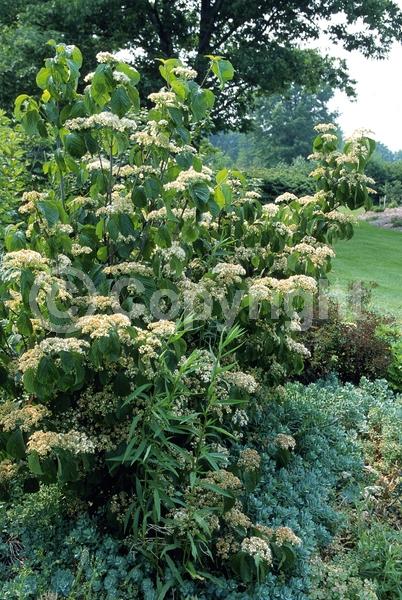 White blooms; Deciduous; Broadleaf