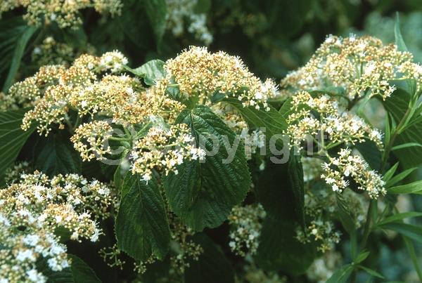 White blooms; Deciduous; Broadleaf