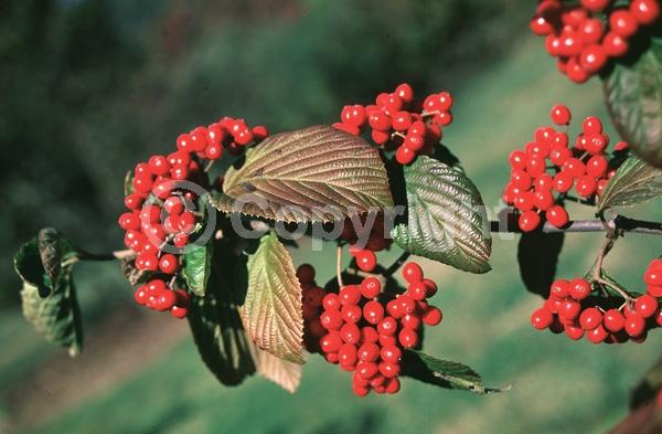 White blooms; Deciduous; Broadleaf