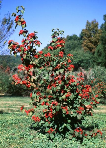 White blooms; Deciduous; Broadleaf