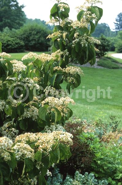 White blooms; Deciduous; Broadleaf