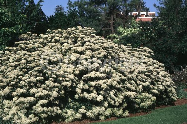 White blooms; Deciduous; Broadleaf