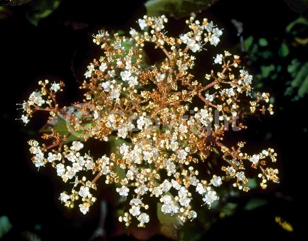 White blooms; Deciduous; Broadleaf