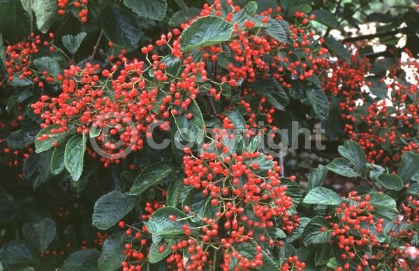 White blooms; Deciduous; Broadleaf