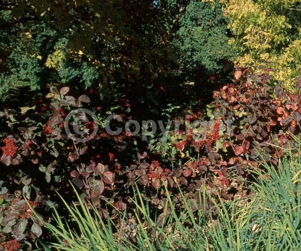 White blooms; Deciduous; Broadleaf