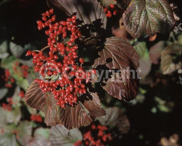 White blooms; Deciduous; Broadleaf
