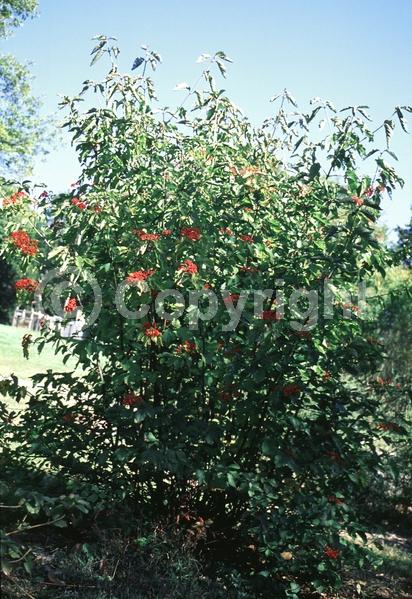 White blooms; Deciduous; Broadleaf