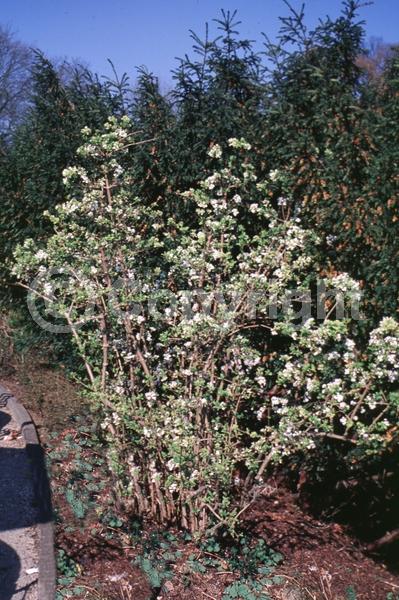 White blooms; Deciduous