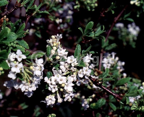 White blooms; Deciduous