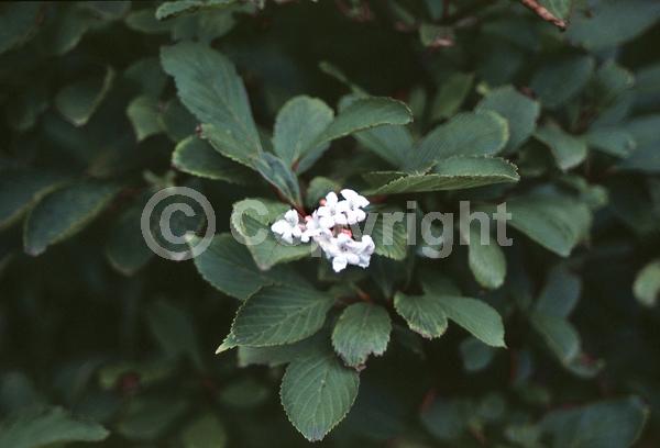 White blooms; Deciduous