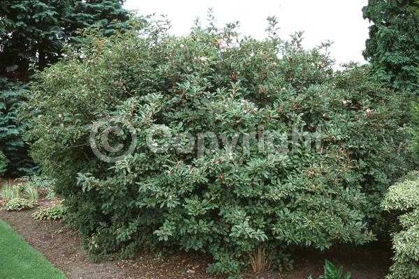 White blooms; Deciduous