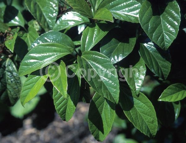 White blooms; Evergreen; Broadleaf