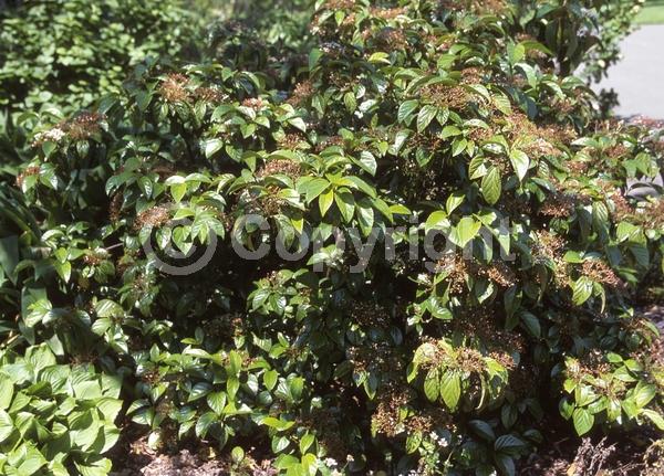 White blooms; Evergreen; Broadleaf