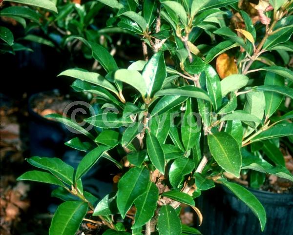 White blooms; Evergreen; Broadleaf