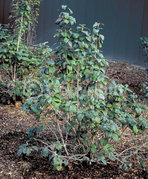 White blooms; Deciduous; Broadleaf