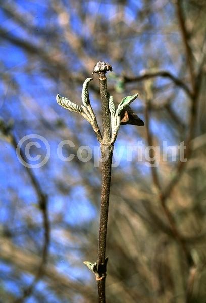 White blooms; Deciduous; Broadleaf