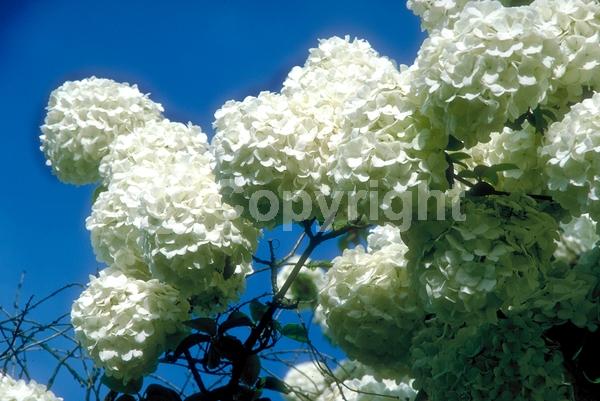 White blooms; Semi-evergreen; Deciduous; Broadleaf