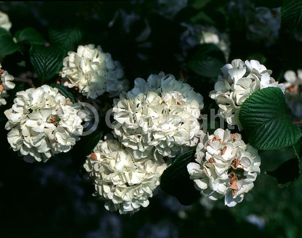 White blooms; Semi-evergreen; Deciduous; Broadleaf