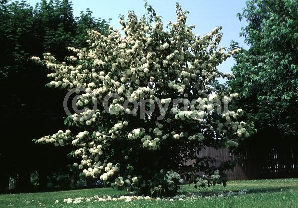 White blooms; Semi-evergreen; Deciduous; Broadleaf