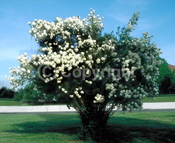 White blooms; Semi-evergreen; Deciduous; Broadleaf