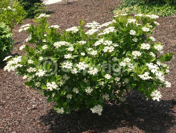 Yellow blooms; White blooms; Deciduous; Broadleaf; North American Native