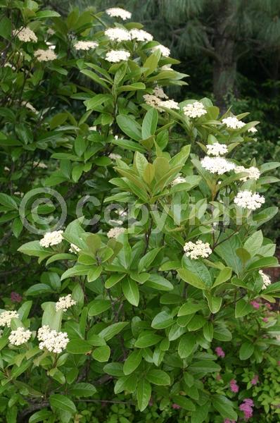 Yellow blooms; White blooms; Deciduous; Broadleaf; North American Native
