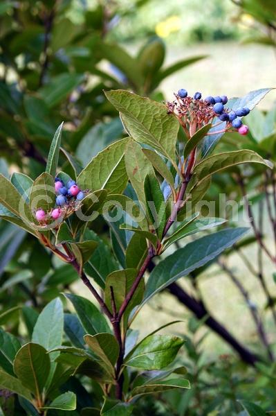 Yellow blooms; White blooms; Deciduous; Broadleaf; North American Native