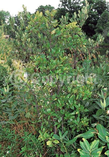 Yellow blooms; White blooms; Deciduous; Broadleaf; North American Native